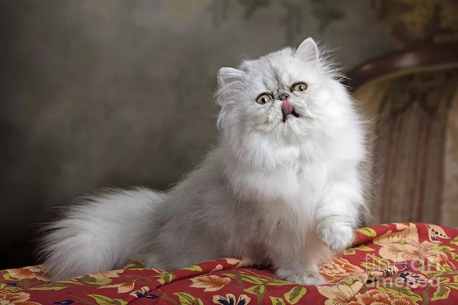 кошка шиншилла арт. шиншилла кошка грозная. персидская серебристая шиншилла. персидская серебристая шиншилла. персидская шиншилла.