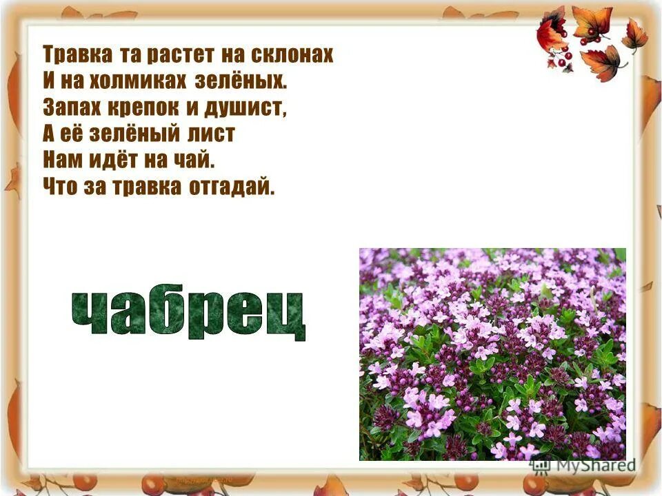 Травка та растет на склонах. Травка та растет на склонах и на холмиках. Тонкий стебель у дорожки на конце. Тонкий стебель у дорожки на конце его сережки. Травка имя прилагательное