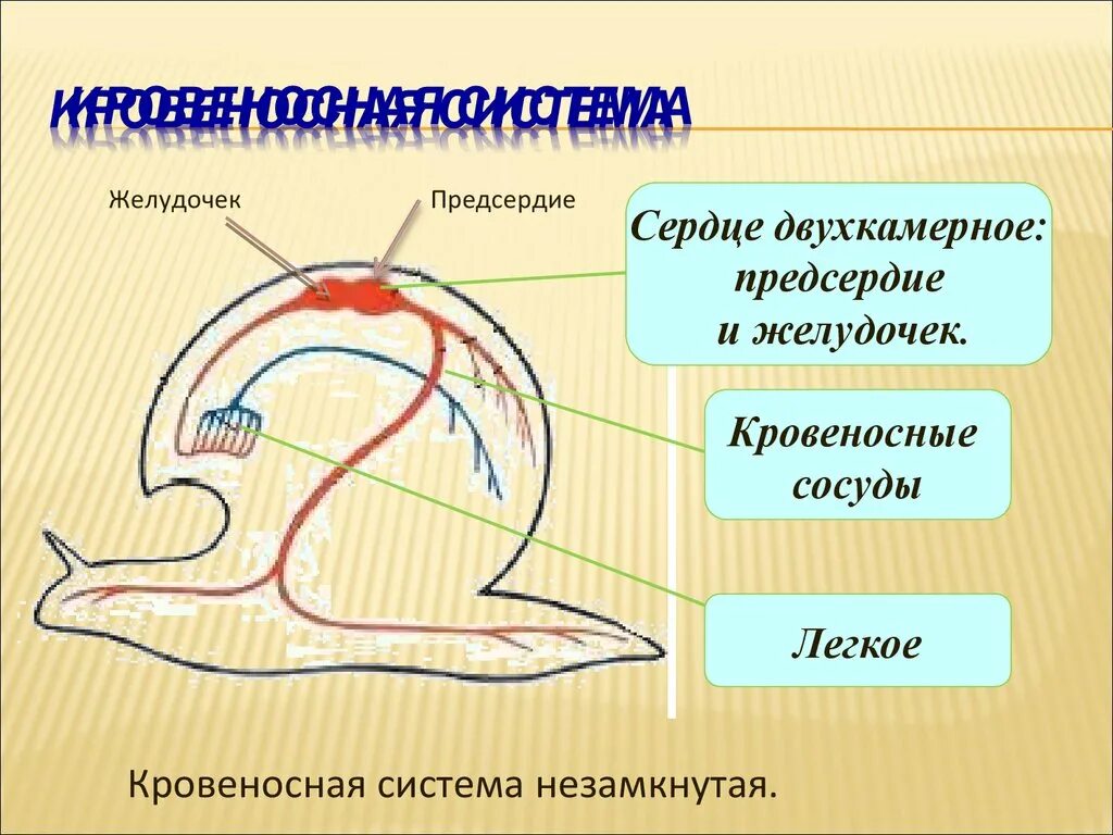 Схема кровеносной системы брюхоногого моллюска. Моллюски кровеносная система незамкнутая. Схема кровеносной системы брюхоногих моллюсков. Тип моллюски кровеносная система. Сердце брюхоногих