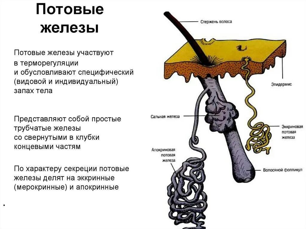 Млечные железы и потовые железы млекопитающих. Потовые железы строение и функции. Строение потовых желез анатомия. Апокринные потовые железы строение.