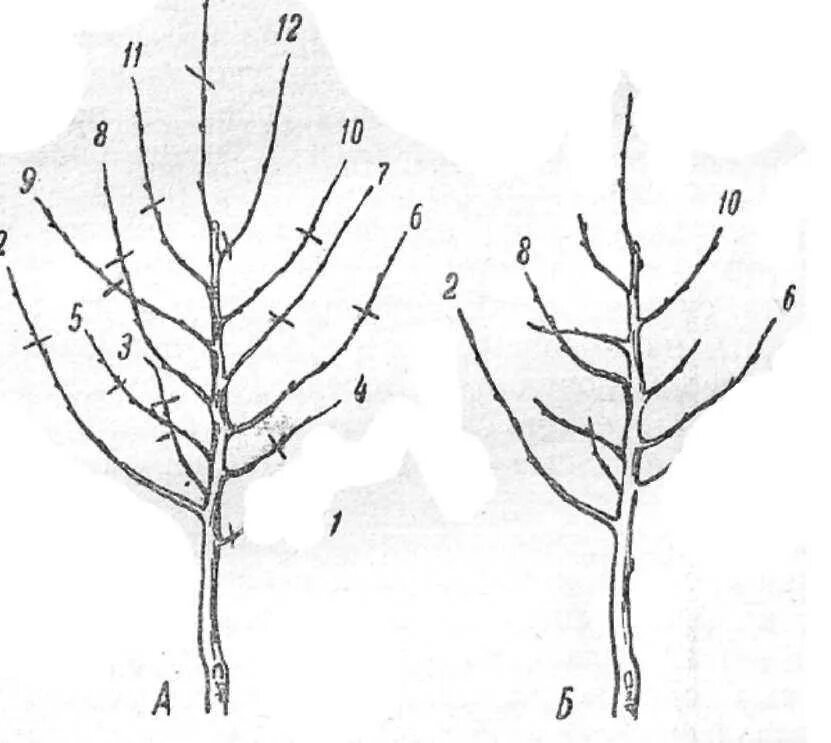 Схема обрезки яблони весной. Крона яблонь формировка. Обрезка саженцев яблони весной. Подрезка яблонь весной схема. Правильная обрезка плодовых