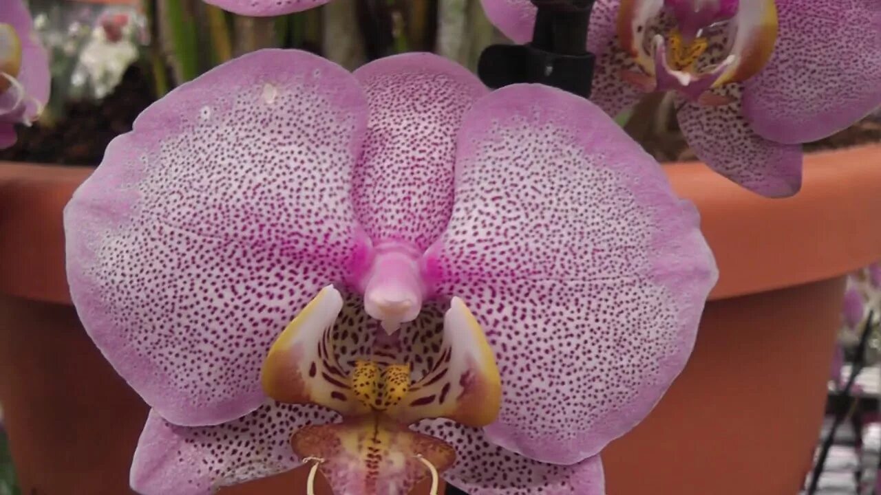 Орхидея джилиан. Орхидея Phalaenopsis Джиллиан. Фаленопсис сорт Джиллиан. Оби купить орхидею