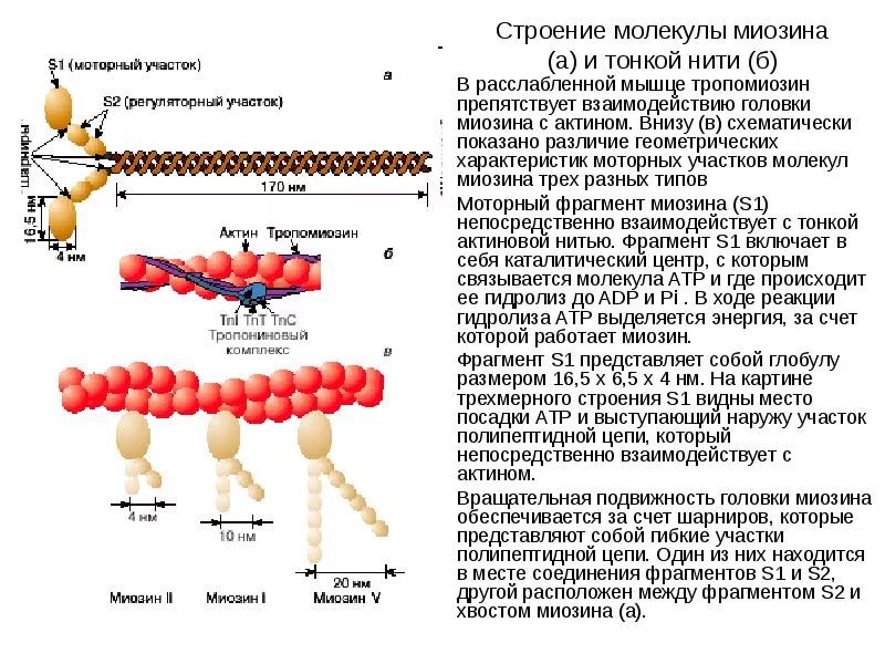 Состав актина. Миозин структура белка. Структура актина и миозина. Строение миозина физиология. Актин строение и функции.