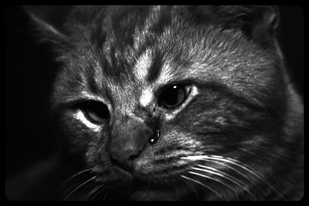 Плач кота. Плач кота. Грустный котик. Милый котенок плачет. Рыжий котенок плачет.