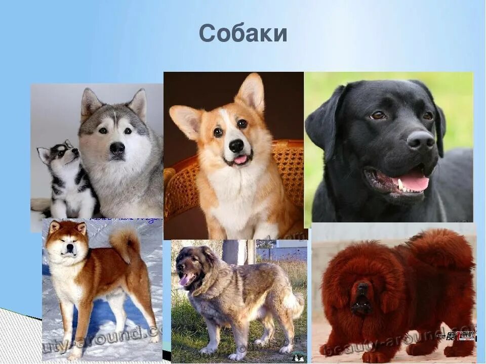 Породы собак. Породы животных собак. Самые популярные породы собак. Породы собак домашних.