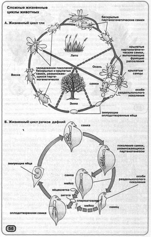 Тля жизненный цикл размножение. Жизненный цикл тли схема. Цикл развития тли обыкновенной. Цикл развития дафнии.