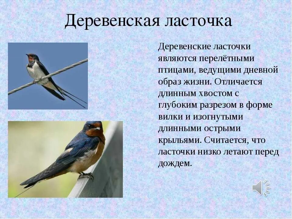 Сравнение 2 птиц. Ласточка. Информация о Ласточке. Описание ласточки. Ласточка кратко.