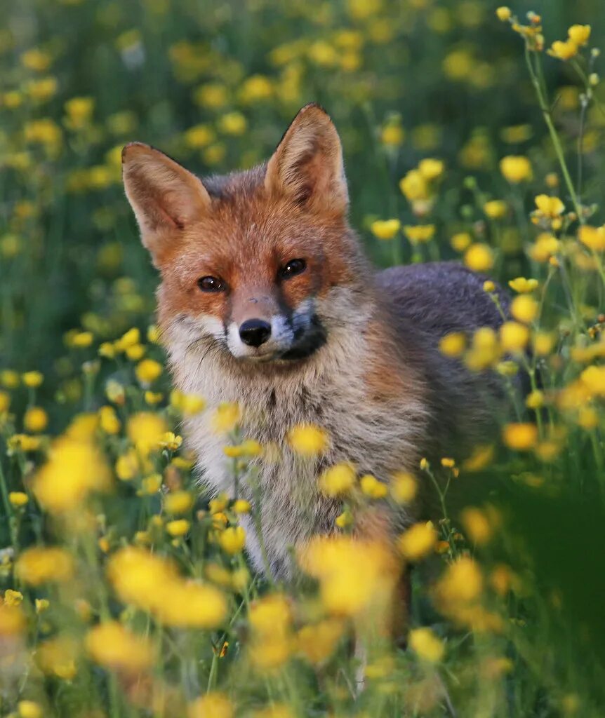 Flower foxes. Лиса. Собака Лисичка. Лисица летом. Летняя лиса.