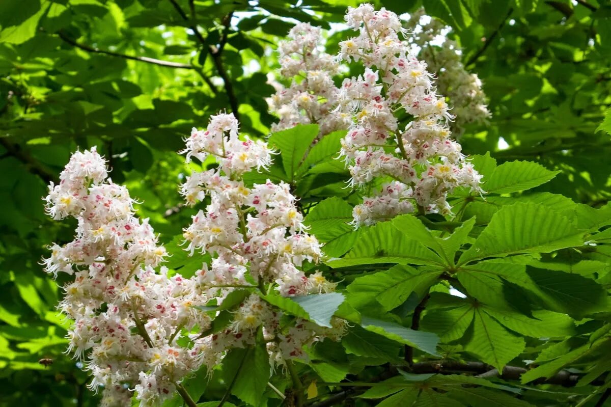 Aesculus parviflora каштан конский мелкоцветковый. Каштан конский "laciniata". Каштан кустовой декоративный. Каштан конский мелкоцветковый. Каштан конский мелкоцветковый.