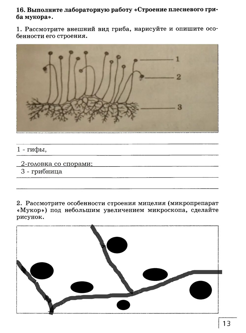 Лабораторная работа плесневые грибы 7 класс