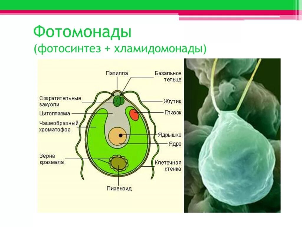 Одноклеточные водоросли фотосинтез