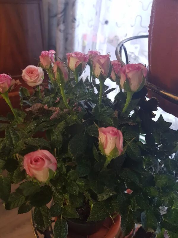 букет роз на подоконнике. клумба зимой. букет цветов на окне.