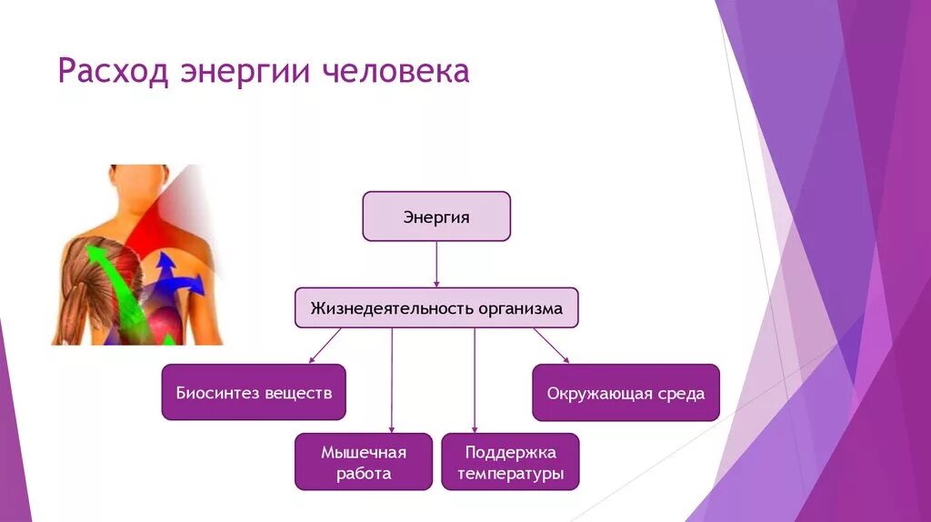 Энергия действие результат. Затраты энергии в организме. Расход энергии человека. Расход энергии в организме человека. Формы энергии в организме.