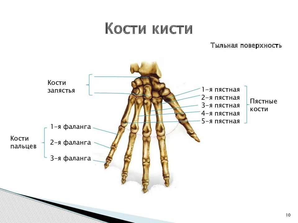 Он отличается большой и состоит из отделов. Пястные кости кисти. Кисть кости запястья пясти и пальцев фаланги. Кисть 1 пястная кость анатомия. Строение пястных костей кисти.