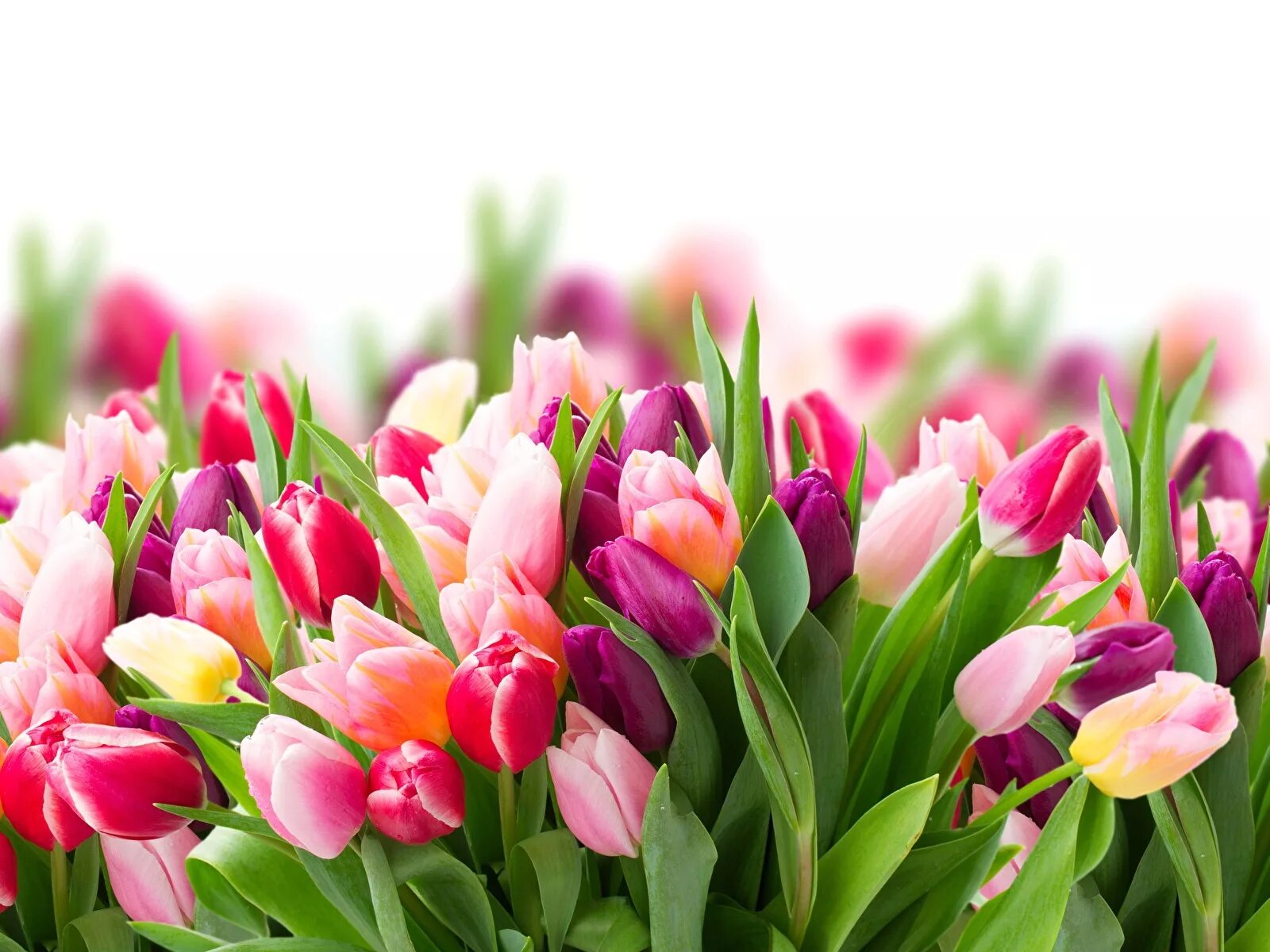 Международный женский день это праздник весны. Красивые тюльпаны.
