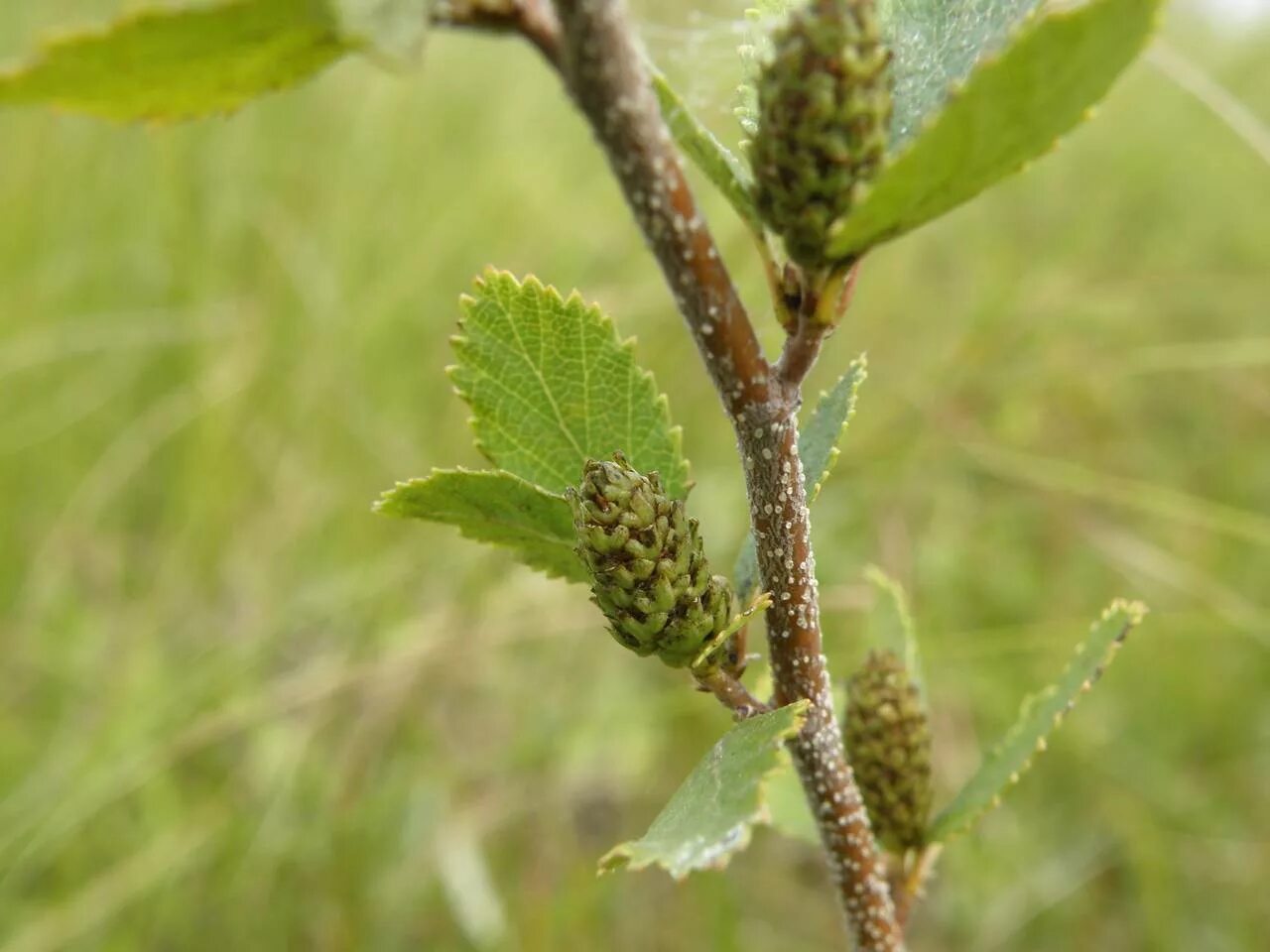 Береза приземистая Betula humilis. Береза приземистая - Betula humilis Schrank. Береза низкая Betula humilis. Берёза кустарниковая. Береза приземистая