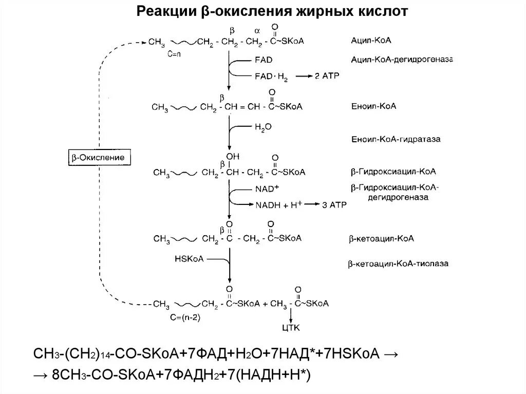 Ацил-КОА + ФАД. Бета окисление ацил-КОА. Окисление жирных кислот ФАД. Реакция образования ацил КОА. Реакции бета окисления