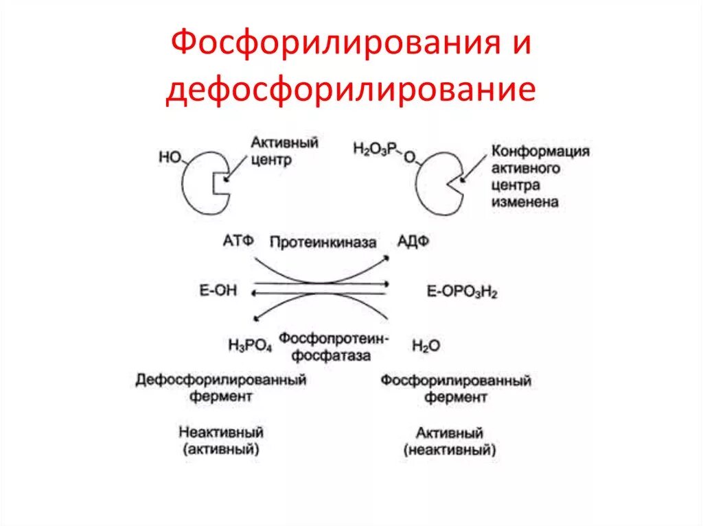 Схема реакции фосфорилирования фермента. Схема фосфорилирования белков. Дефосфорилирование Серина. Реакции фосфорилирования обратимы.