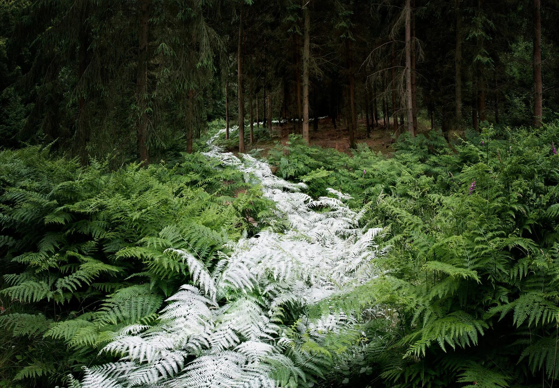 Download Green Forest Ferns Wallpaper Wallpapers.com