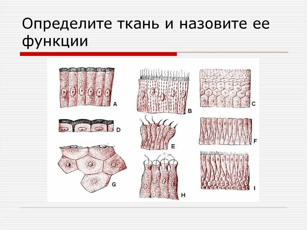 Ткани животных. Животные ткани. Ткани животных рисунки. Строение тканей животных. Состав тканей животных