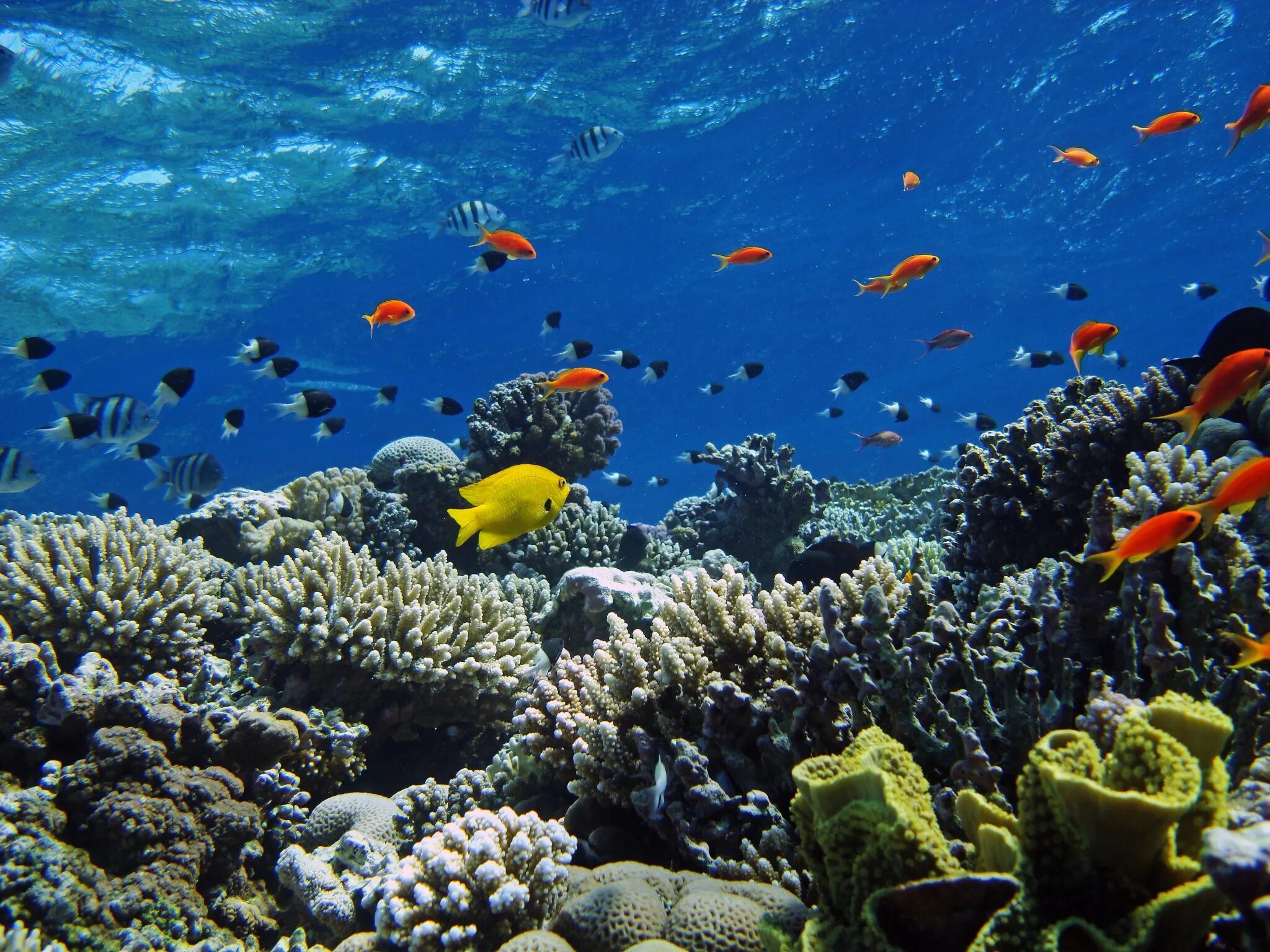 Коралловый риф 4. Подводный мир Египта Шарм-Эль-Шейх. Коралловые рифы красного моря. Коралловый риф в Шарм Эль Шейхе. Атлантический океан коралловый риф.