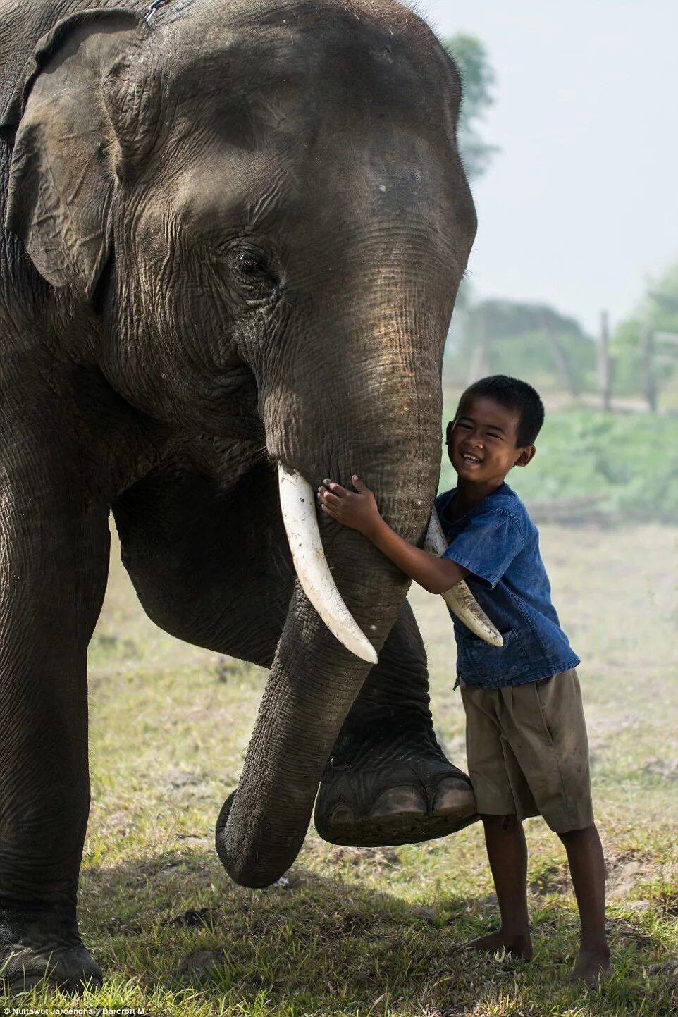 Elephant pet. Слон мальчик. Слон рядом с человеком. Слоны и люди. Слоненок рядом с человеком.