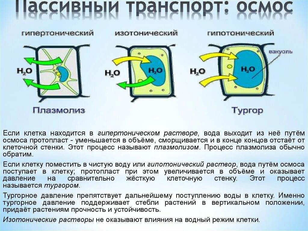 Физическое состояние клетки. Осмос растительной клетки схема. Явление осмоса клетки растений. Осмос тургор плазмолиз деплазмолиз.