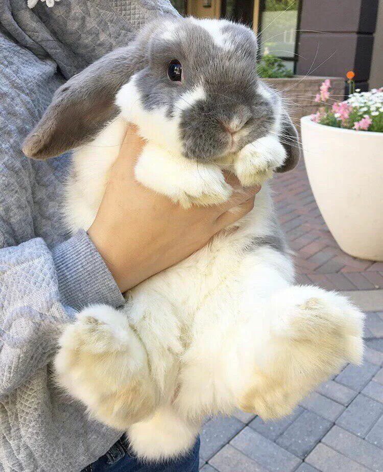 Минилоп кролик купить. Mini lop кролик. Декоративный кролик Минилоп. Минилопы minilop. Декоративный кролик трехцветный.