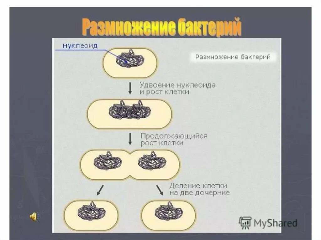 Размножение бактерий примеры. Размножение бактерий. Размножение бактерий схема. Схема деления бактериальной клетки. Размножение клеток бактерий.