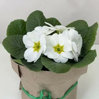 Примула сервис
