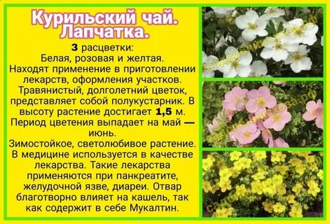 Курильский чай польза