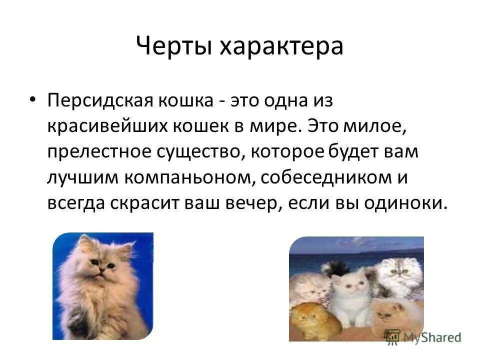 Какой характер у котенка. Характер котенка. черты кошки. описание характера кошки. общие черты кошек.