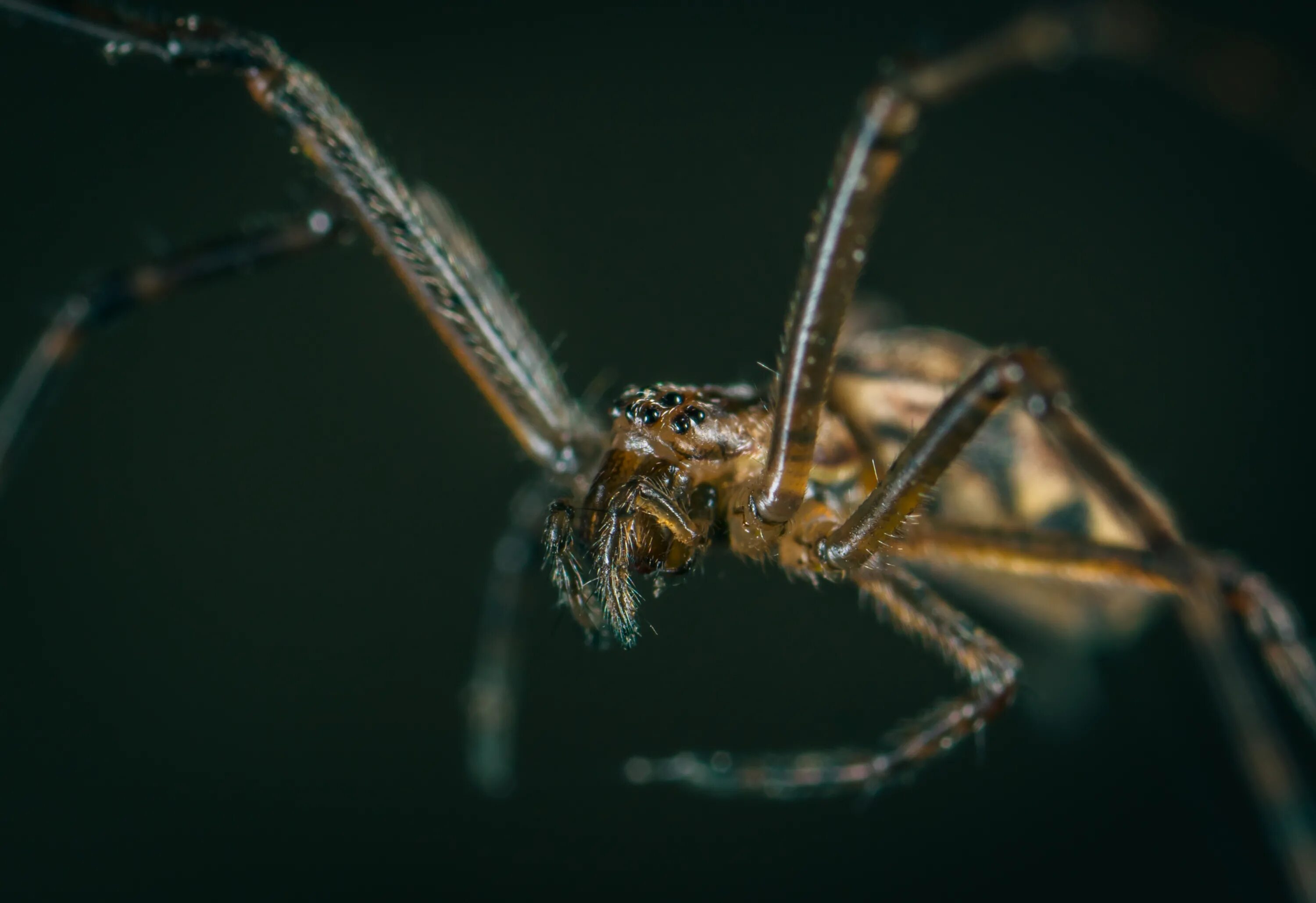 Araneus cavaticus. Беспозвоночные паукообразные. Крылатый паук. Паукоподобный. Беспозвоночные пауки