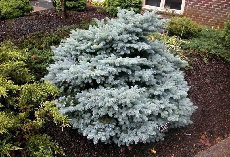 Ель колючая glauca. Глаука Глобоза. Ель колючая Глаука. Ель колючая Глаука Picea pungens glauca. Ель glauca globosa.