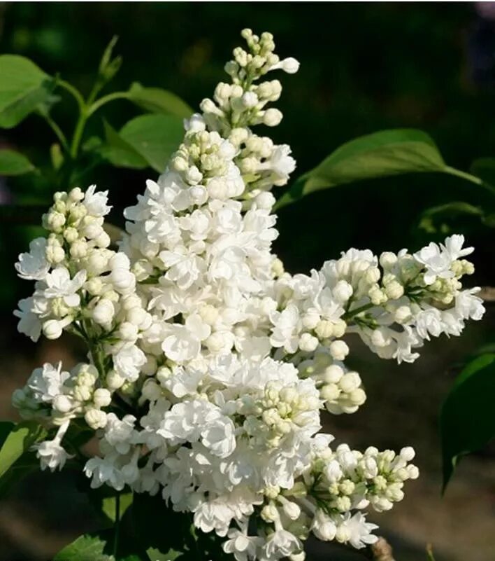 Сирень Ellen Willmott. Syringa vulgaris Miss Ellen Willmott. Сирень Мисс Элен Вильмонт. Сирень обыкновенная Miss Ellen Willmott. Сирень мисс