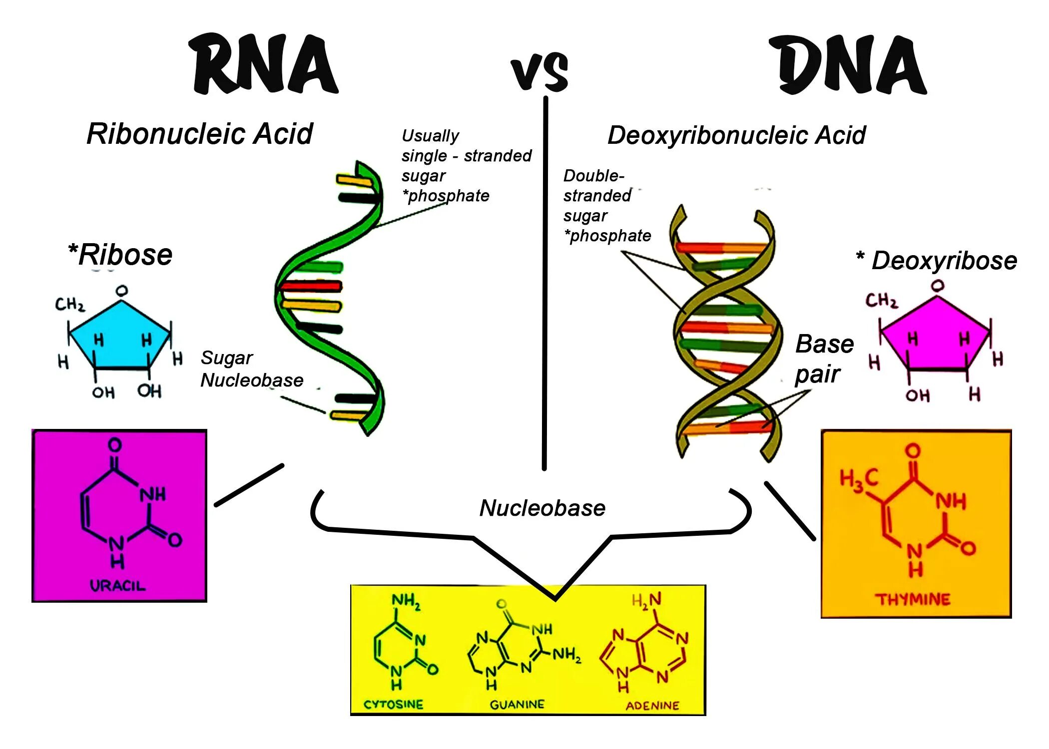 DNA vs RNA. РНК. ДНК И РНК. Difference between DNA and RNA.