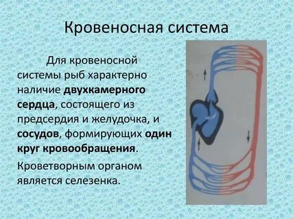 Кровеносная система у рыб круги кровообращения