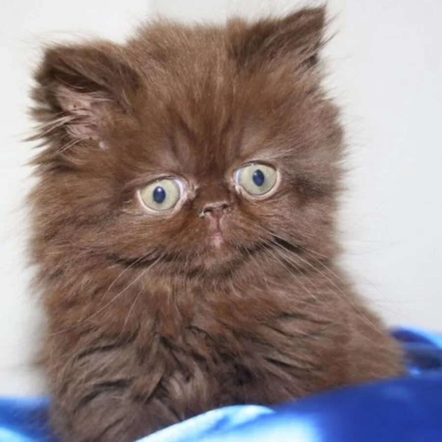 Шоколадный британец экзот. Персидский экзот шоколадный. Шоколадная Персидская кошка. Персидский Кол шоколадный. От персидской кошки с шоколадной окраской