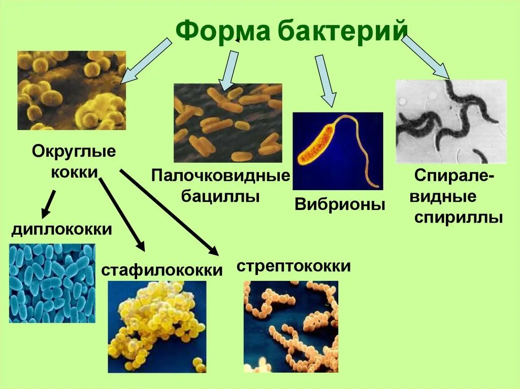 Приведите 3 примера бактерий. Спириллы бактерии. Кокки палочковидные и бациллы. Формы бактерий кокки бациллы. Типы бактерий кокки.