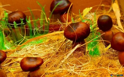 Грибы из каштанов поделки