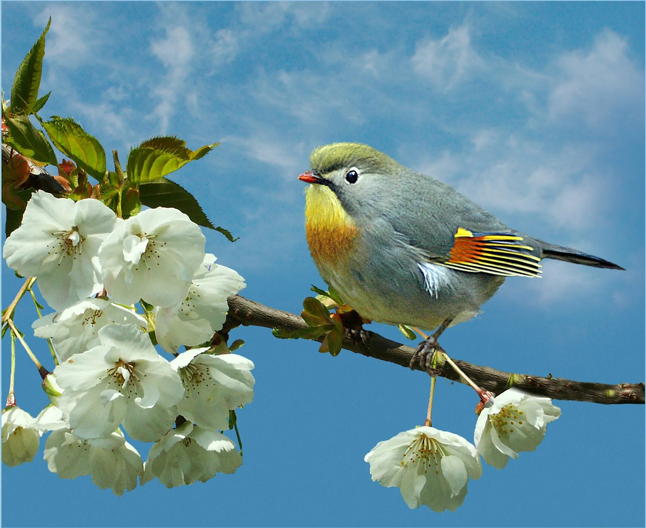 Весной пестрый. Птица на ветке. Весенние птички. Птицы весной.