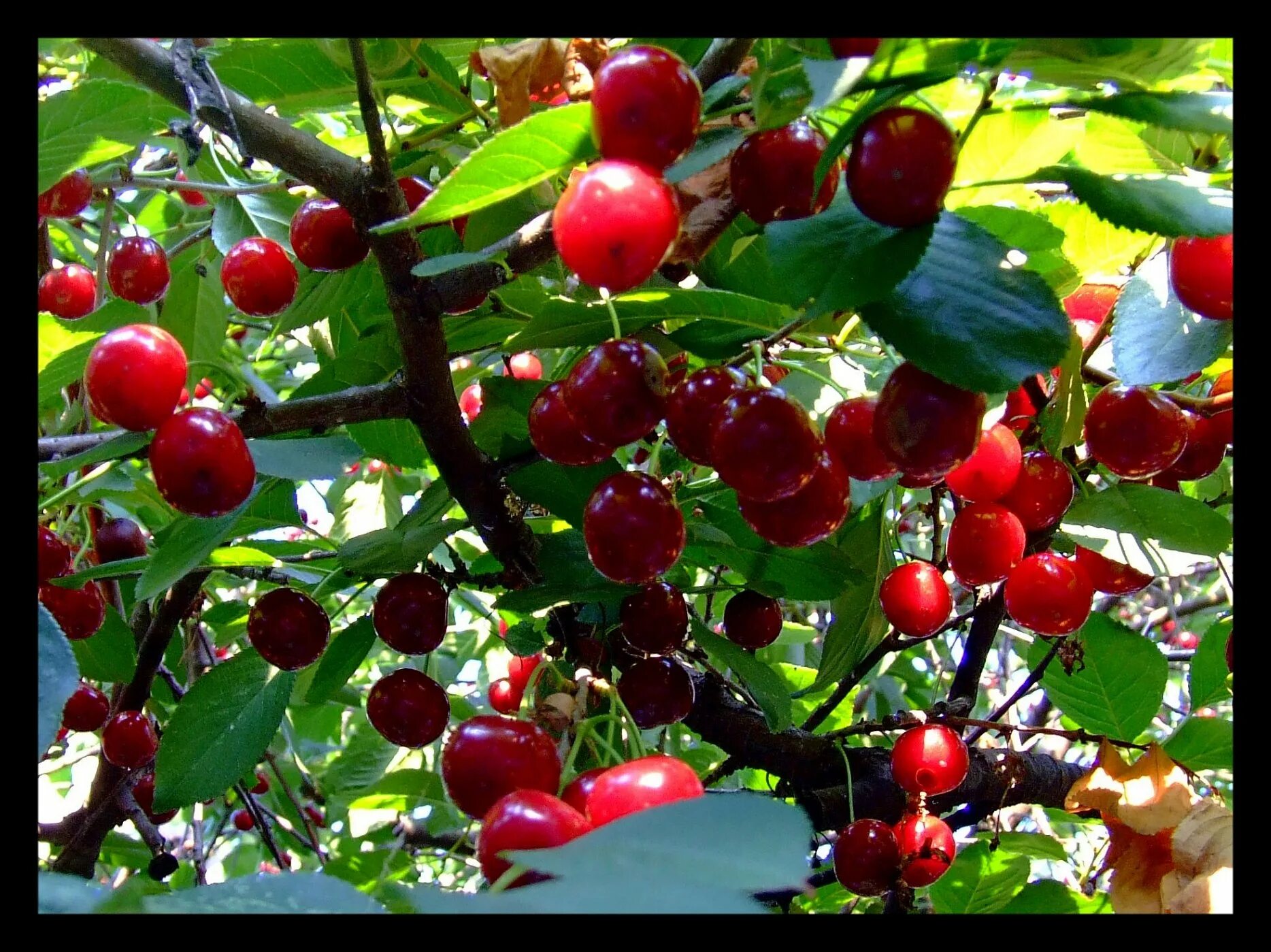 Вишня Птичья Prunus avium. Вишня обыкновенная Шубинка. Вишня гриот белорусский. Вишня Шпанка карликовая. Вишня алая спелая минус