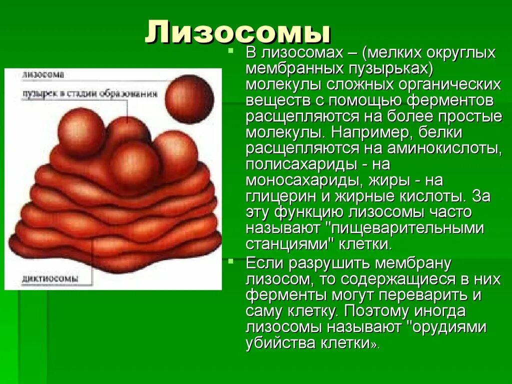 Лизосомы. Десмосомы. Органоиды лизосомы. Лизосомы расщепление белков