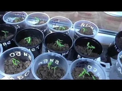 Всхожесть семян баклажан
