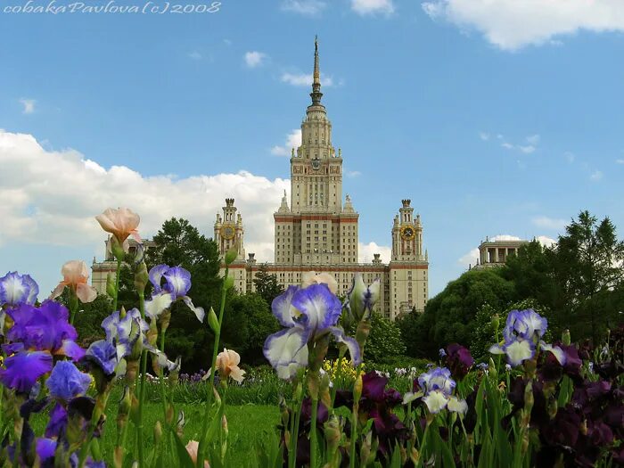 Цветков мгу. Ботанический сад МГУ. МГУ цветы. А В Московском Ботаническом саду МГУ цветы. Сад в МГУ В марте.