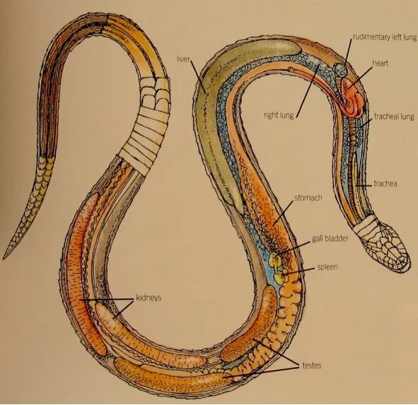 Что находится внутри змеи http:///images/animal-kingdom/reptiles/snake/anatomy-v