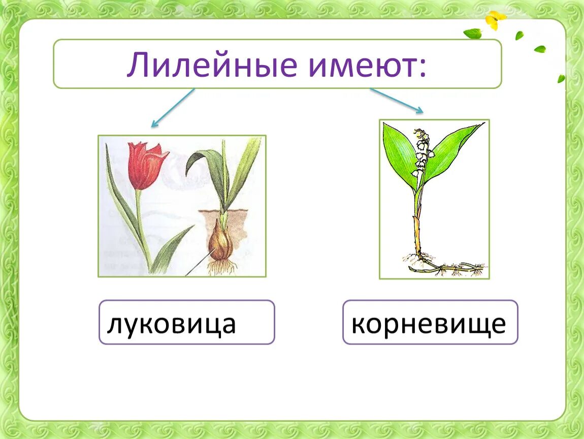 Тип листа семейства лилейные