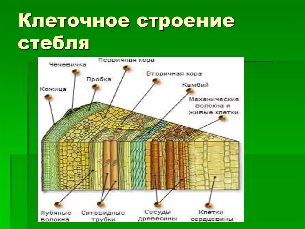 Внутреннее строение стебля(побег). Строение стебля растения ткани. Строение древесного стебля 6 класс. Внутреннее строение стебля Пономарева.