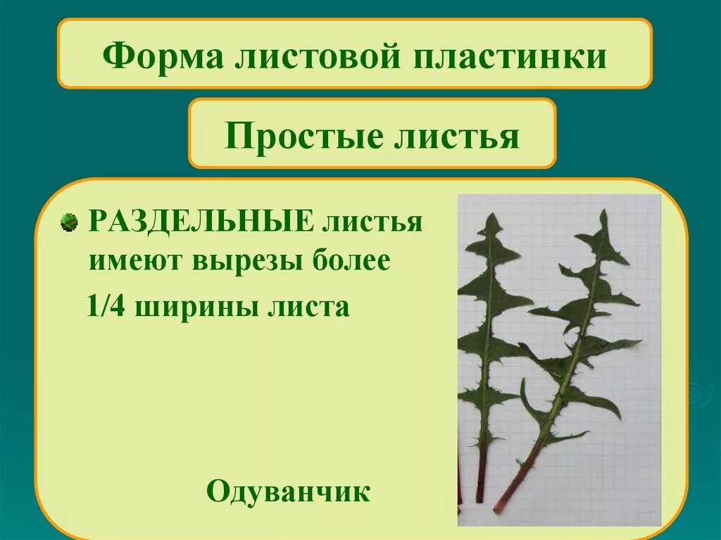 Части раздельного листа. Форма листовой пластинки. Форма листовой пластинки одуванчика. Форма листовой пластины одуванчика. Форма листьев одуванчика.