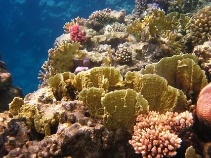 Есть красное море